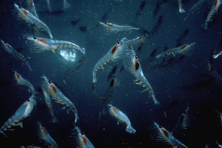 A Swarm of Krill